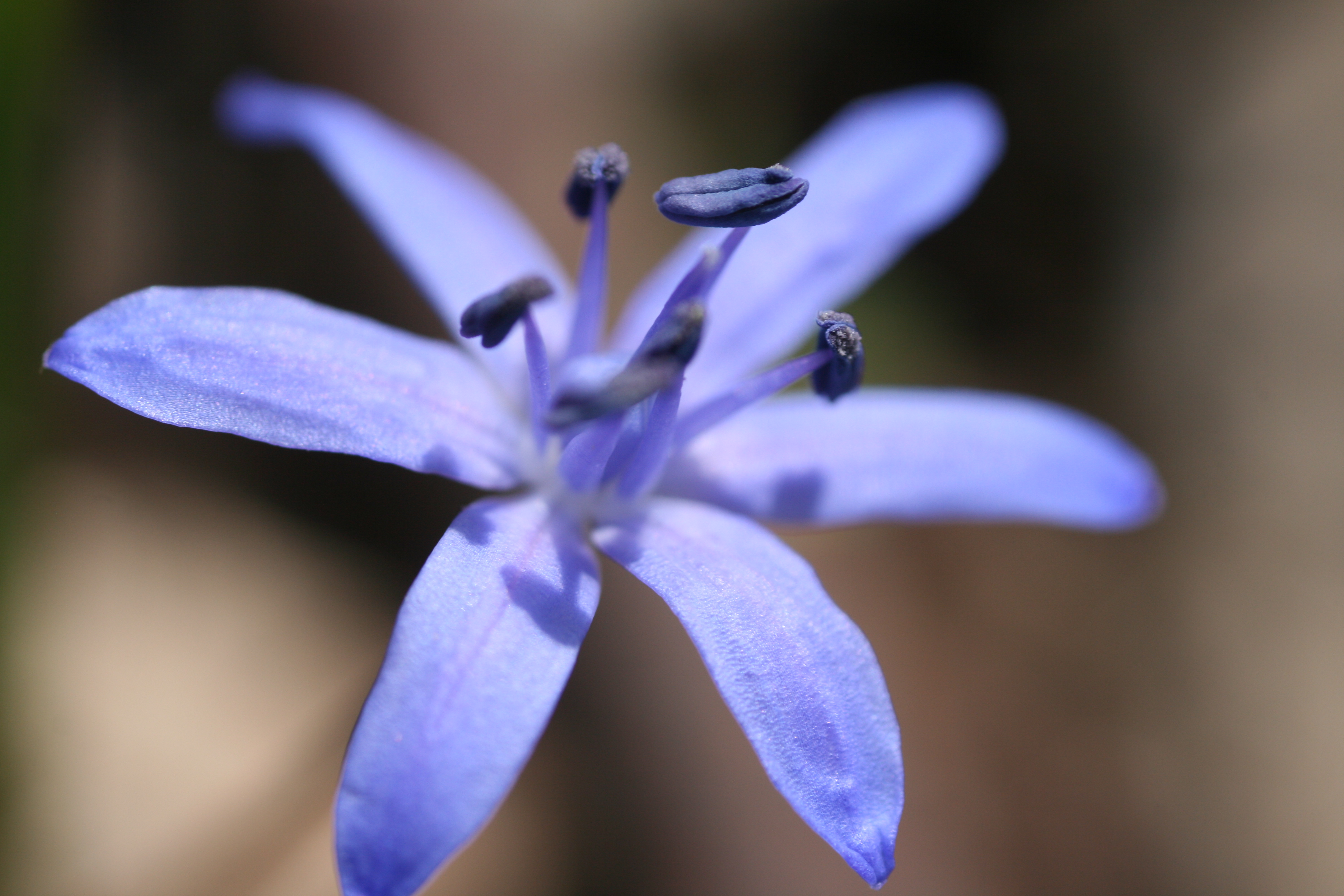 tavaszi csillagvirág- Scilla bifolia