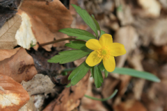 Erdei szellőrózsa - Anemone nemorosa