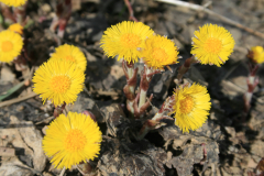 Marti lapu - Tussilago farfara