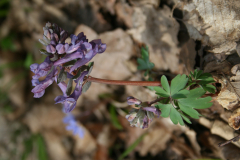 Odvas keltike - Coridalis virga-aurea