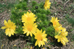 Tavaszi hérics - Adonis vernalis