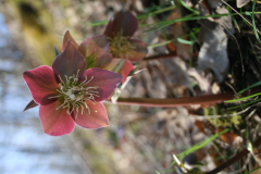 pirosló hunyor - Helleborus purpurascens 2