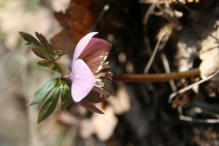 pirosló hunyor - Helleborus purpurascens