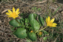 salátaboglárka - Anemone ranculoides