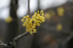 som- Cornus mas