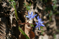 tavaszi csillagvirág- Scilla bifolia 2